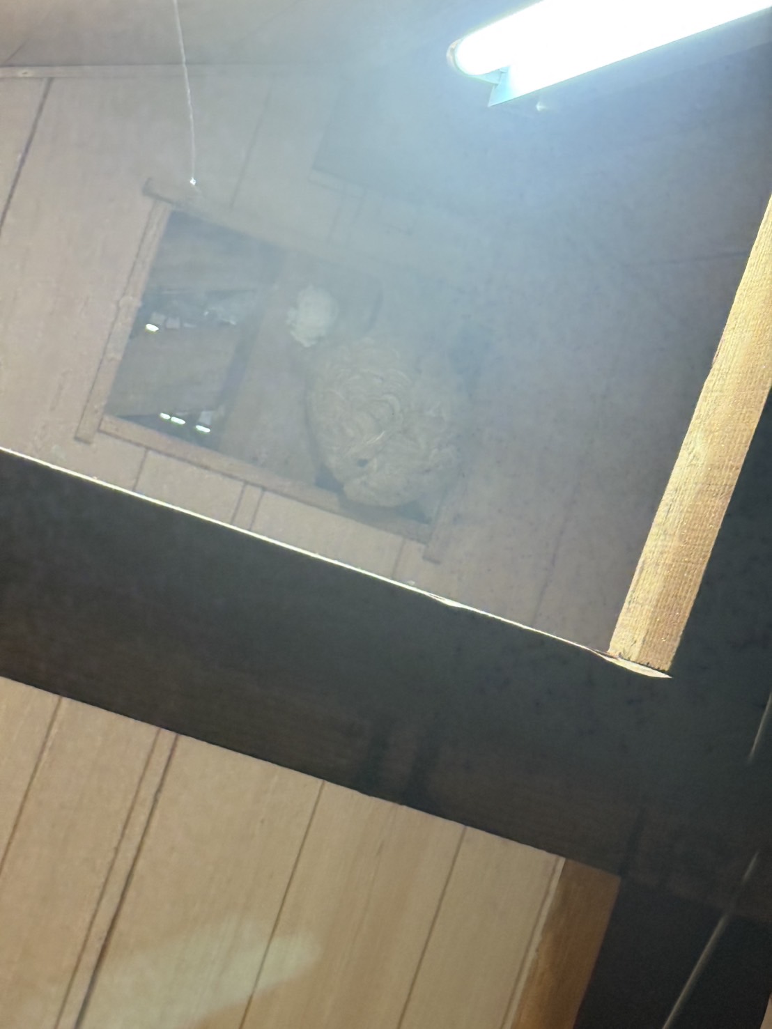 笠岡市大井南でスズメバチ駆除！屋根裏にバスケットボール大の巣を発見