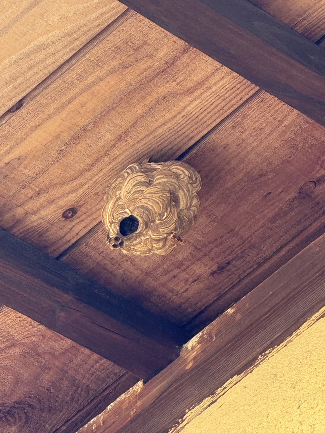 郵便局からの紹介で蜂駆除！笠岡市で発見されたアシナガバチ＆スズメバチの巣を一挙に3つ駆除！