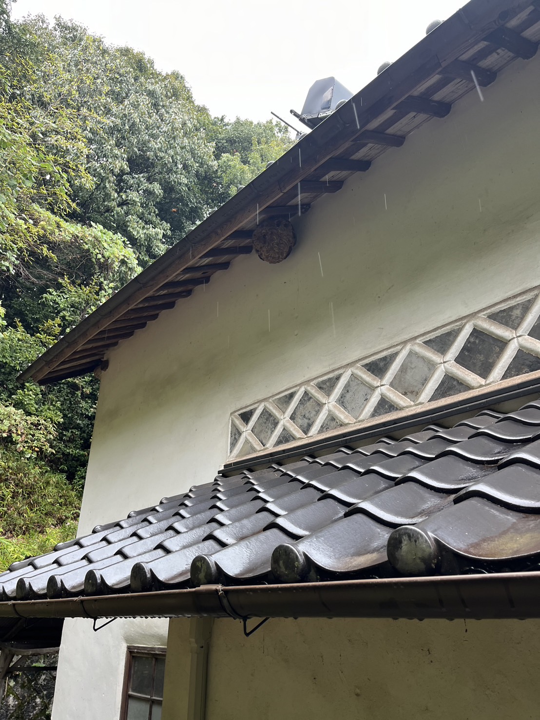 普段人通りが少ない場所に蜂の巣
