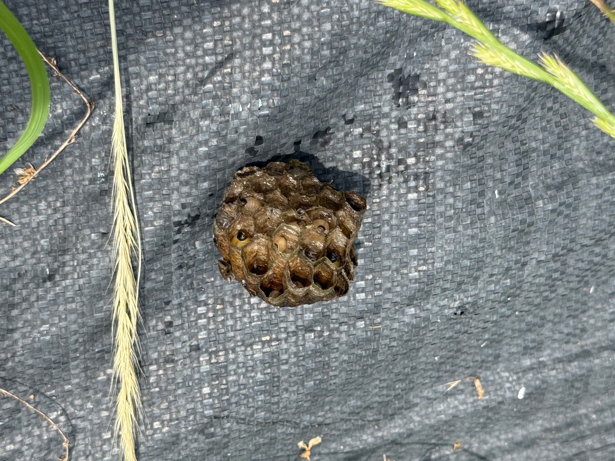撤去した畑のアシナガバチの巣を回収した様子