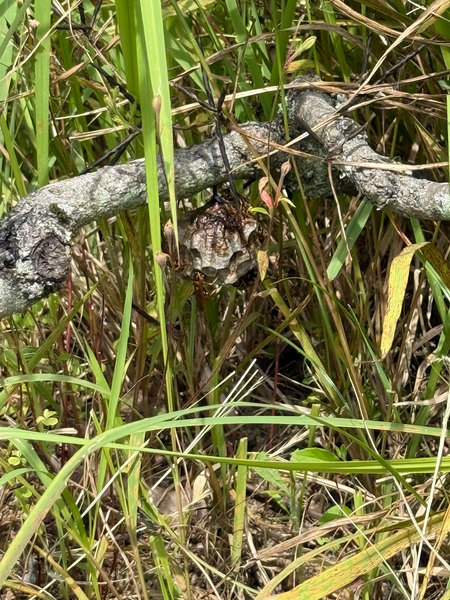 岡山・広島エリア 畑の枝にできたアシナガバチの巣のアップ