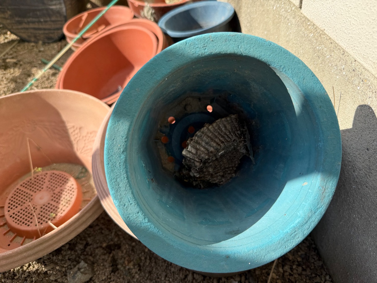 浅口市金光町でアシナガバチ駆除｜敷地内5か所の巣を一斉撤去