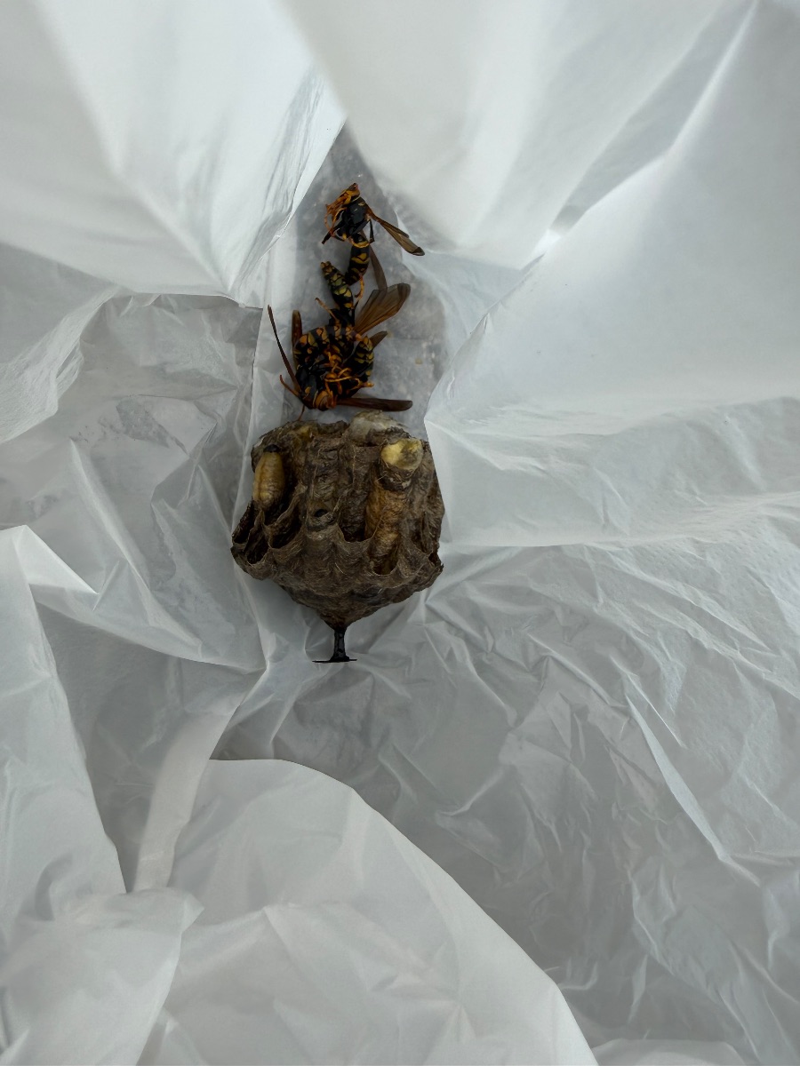 浅口市金光町 撤去したアシナガバチの巣と成虫（回収袋の中・約5cm）