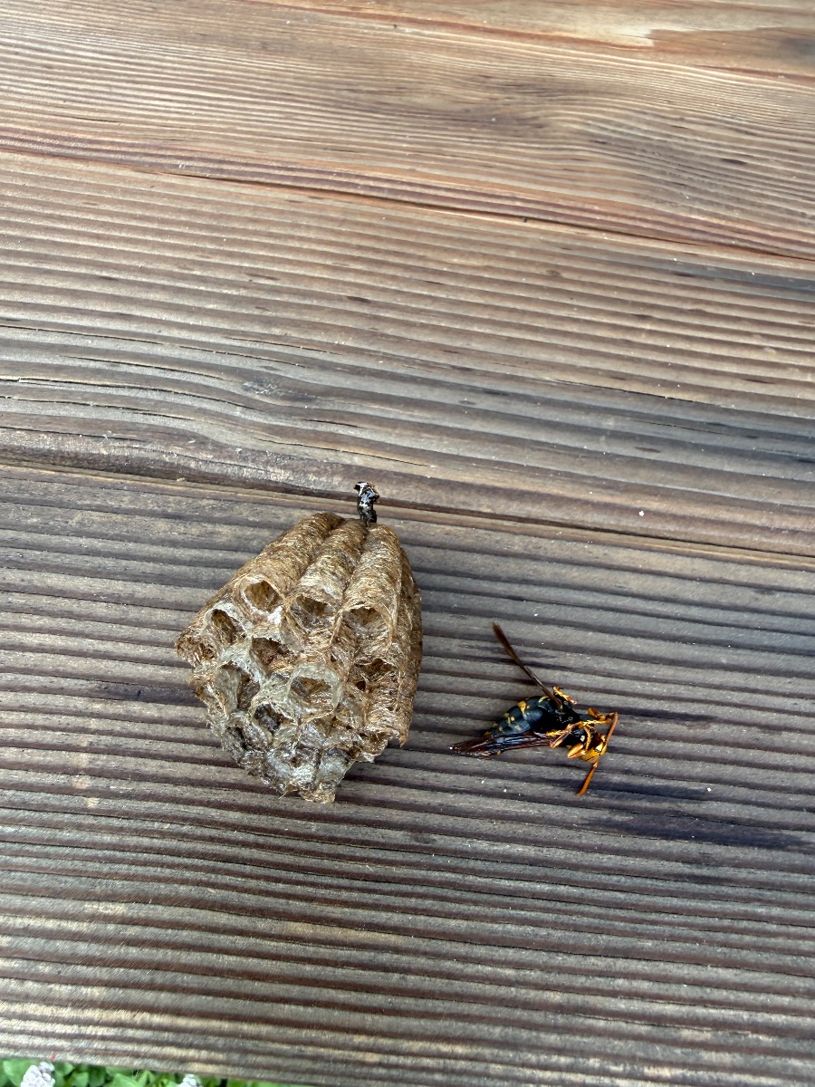 回収したアシナガバチの巣と成虫