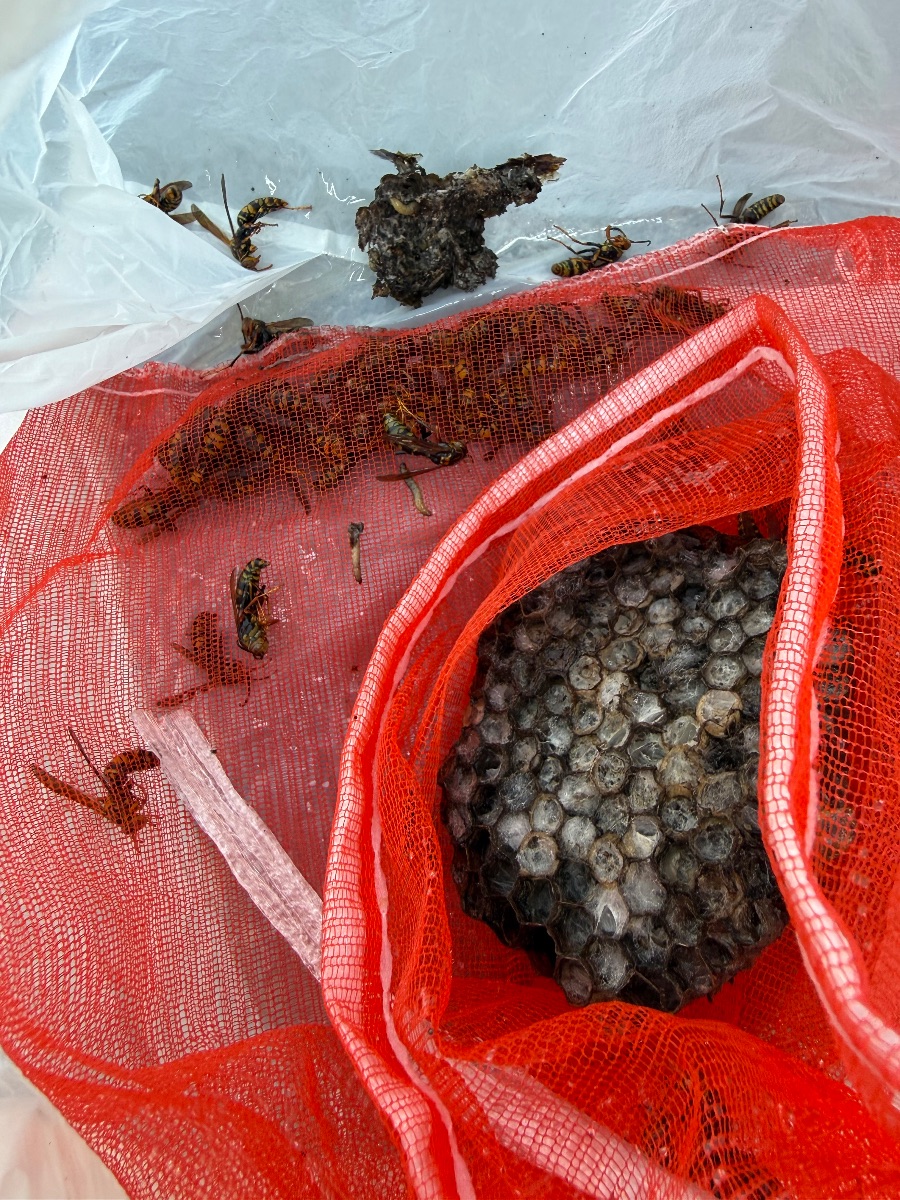 広島県福山市 カーポートから撤去したアシナガバチの巣と成虫