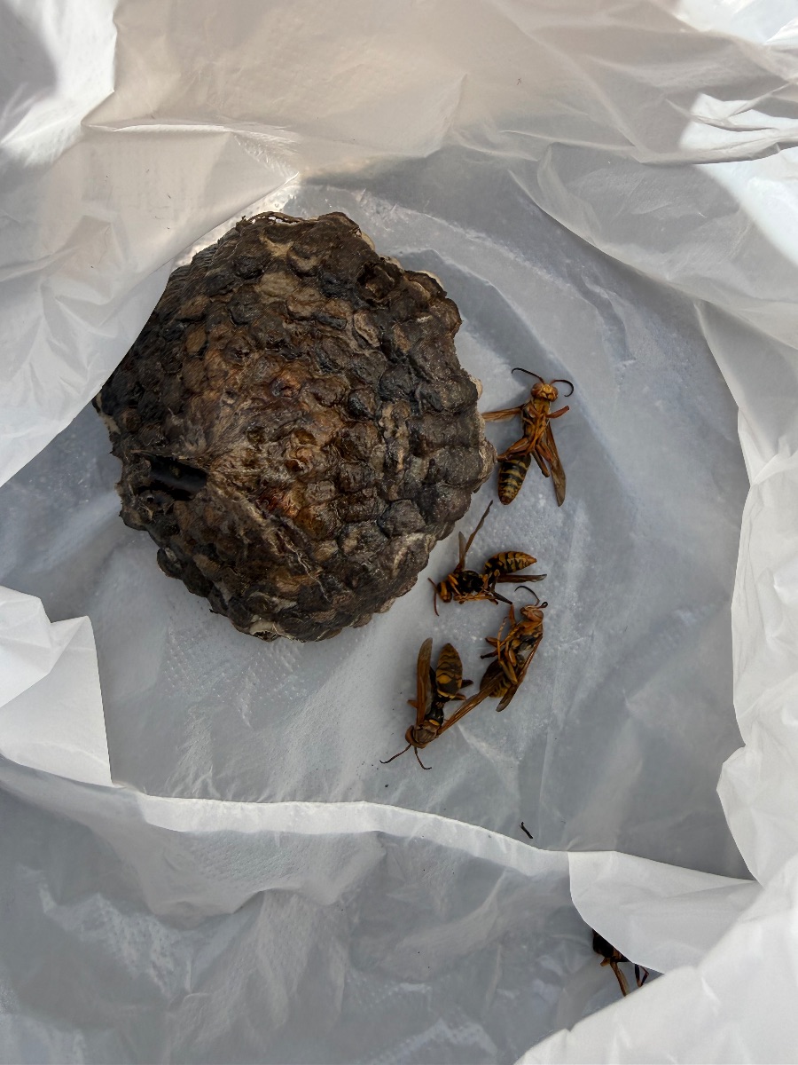 福山市 外壁から撤去したアシナガバチの巣と駆除した成虫
