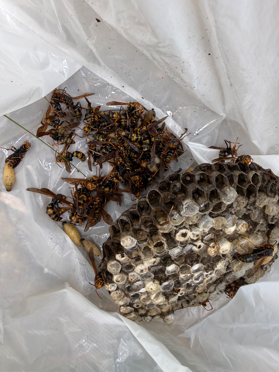 回収した約20cmのアシナガバチの巣と駆除した働きバチ