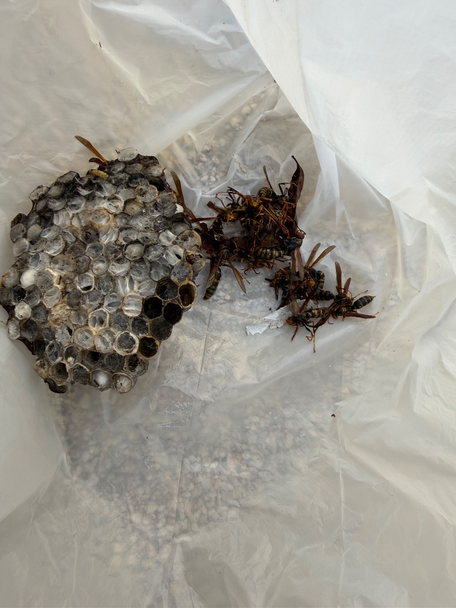 福山市 回収したアシナガバチの巣と成虫