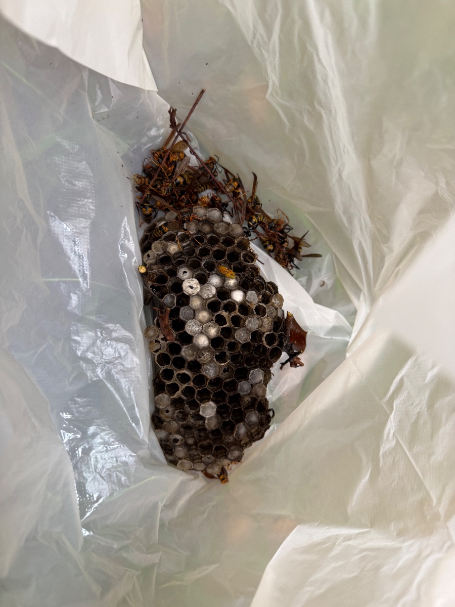 福山市で駆除したアシナガバチの巣を袋に入れた様子