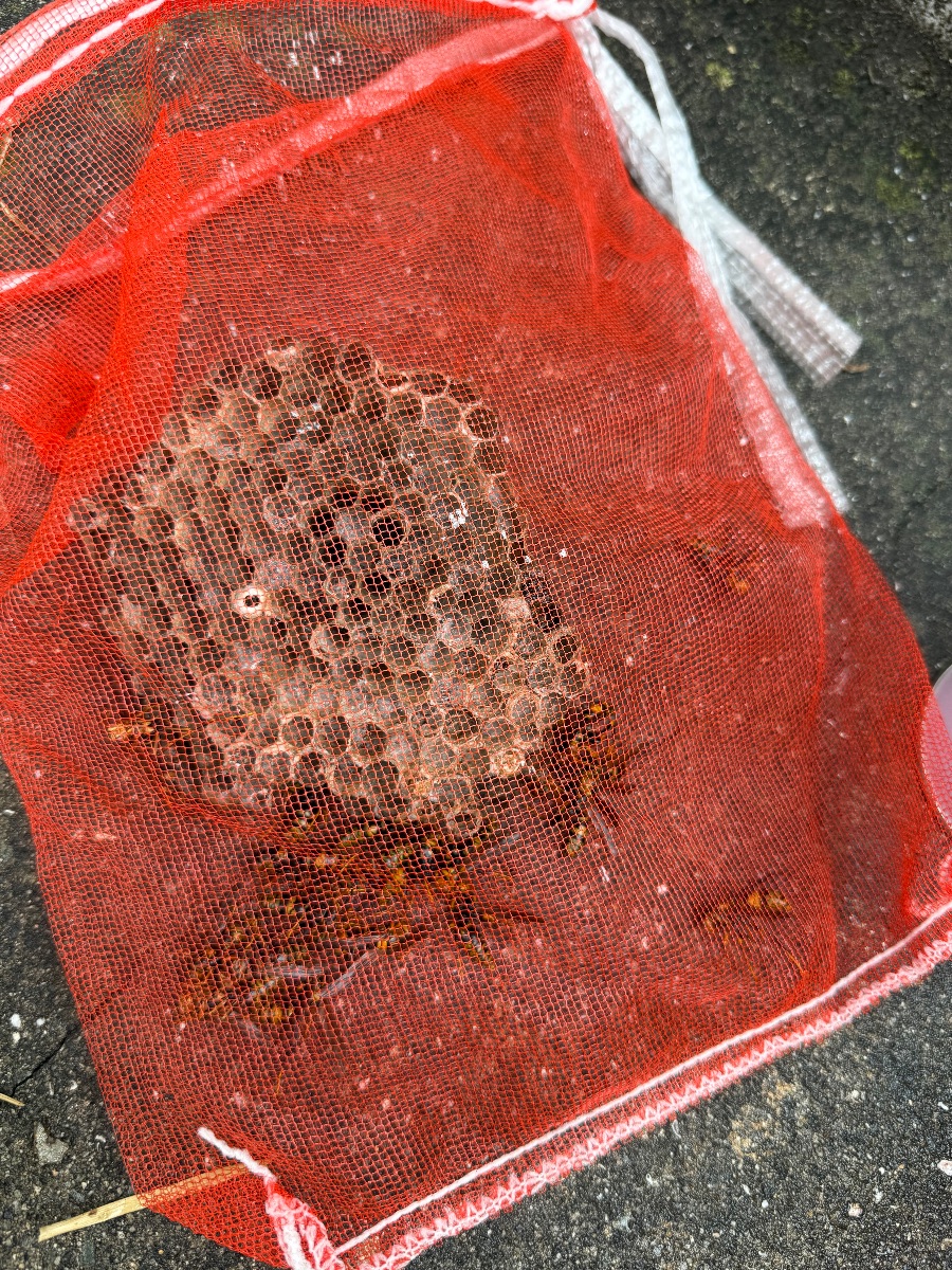 福山市で駆除したアシナガバチの巣を回収ネットに入れた様子