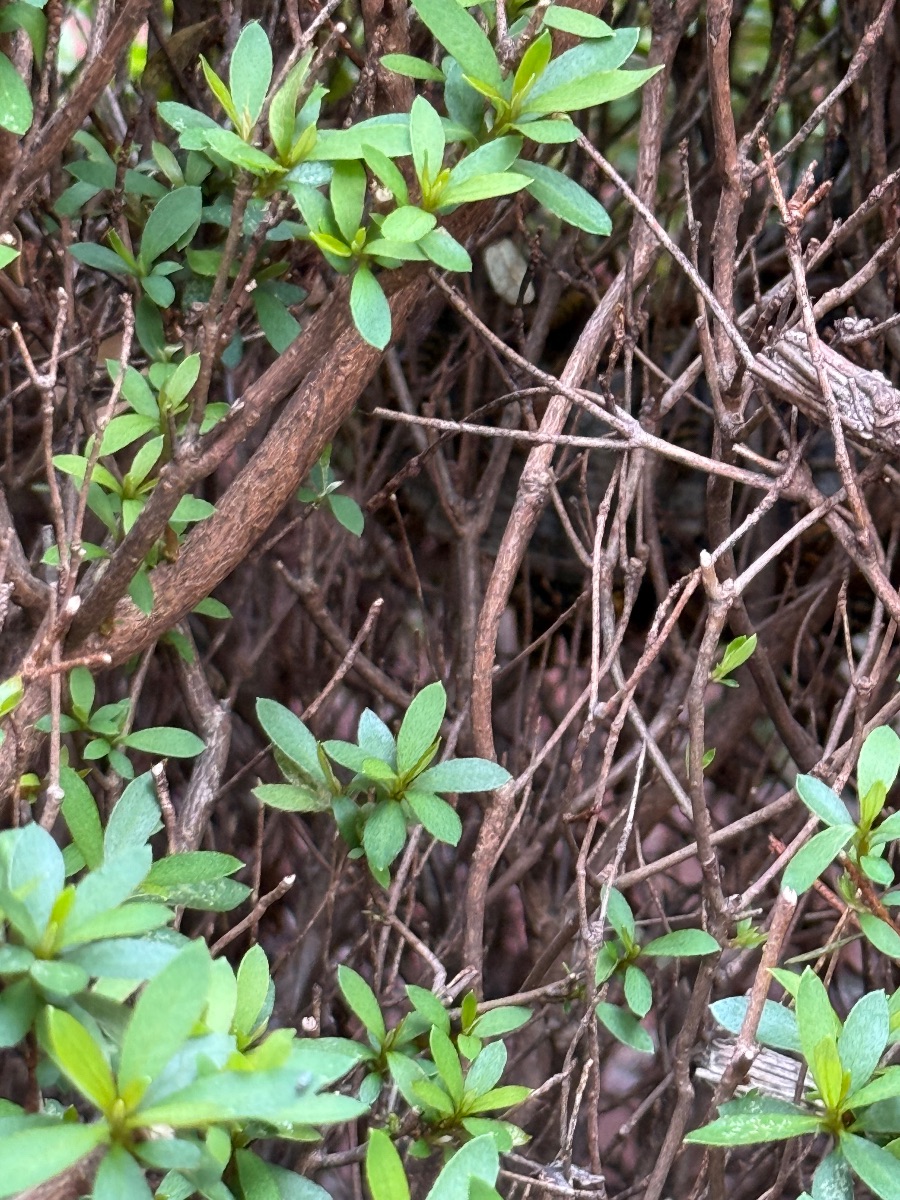 福山市 植え込みの内部で枝が細かく入り組んでいる様子