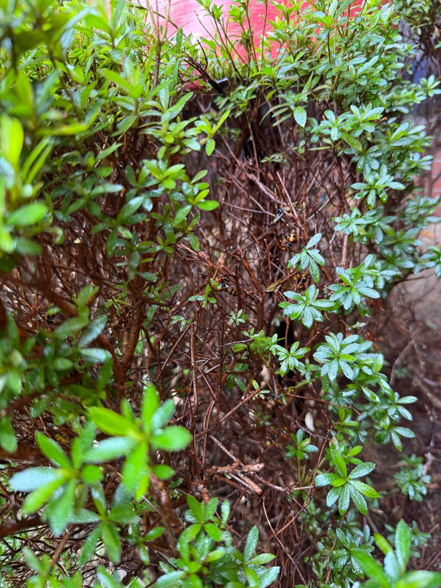 福山市 アシナガバチの巣を取り外したあとの植え込みの様子