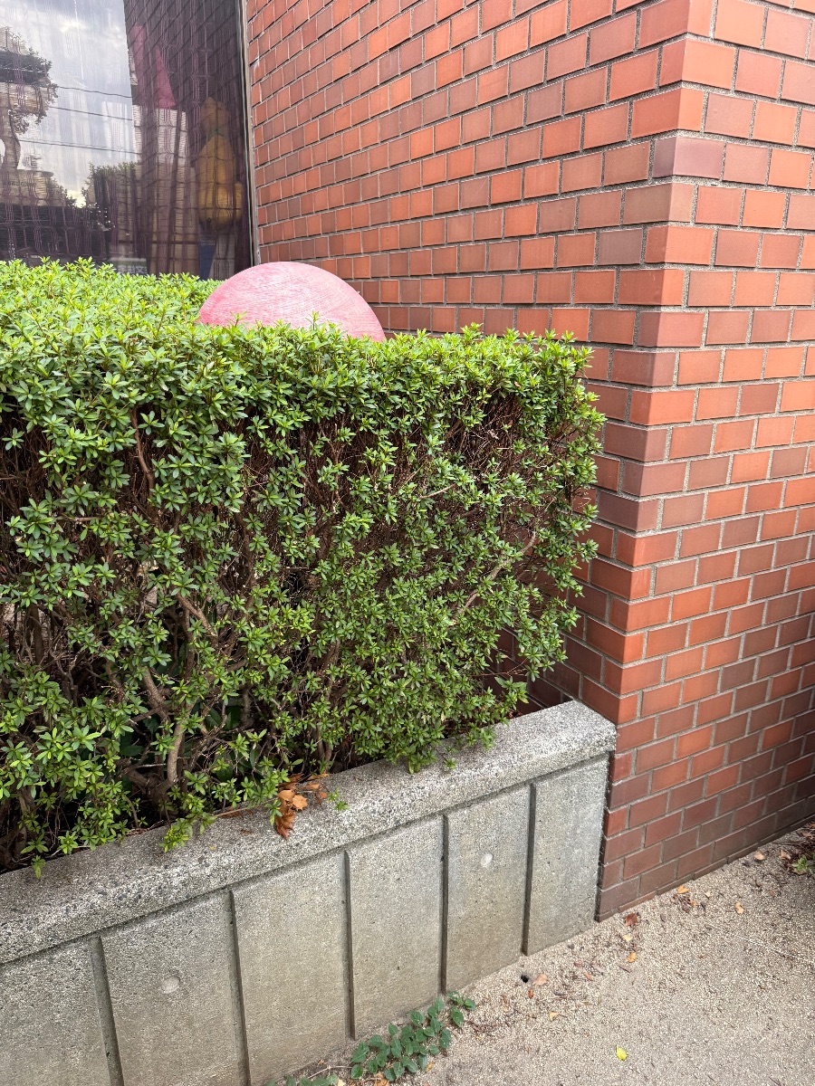 福山市 建物脇の植え込みにアシナガバチが巣を作っていた現場
