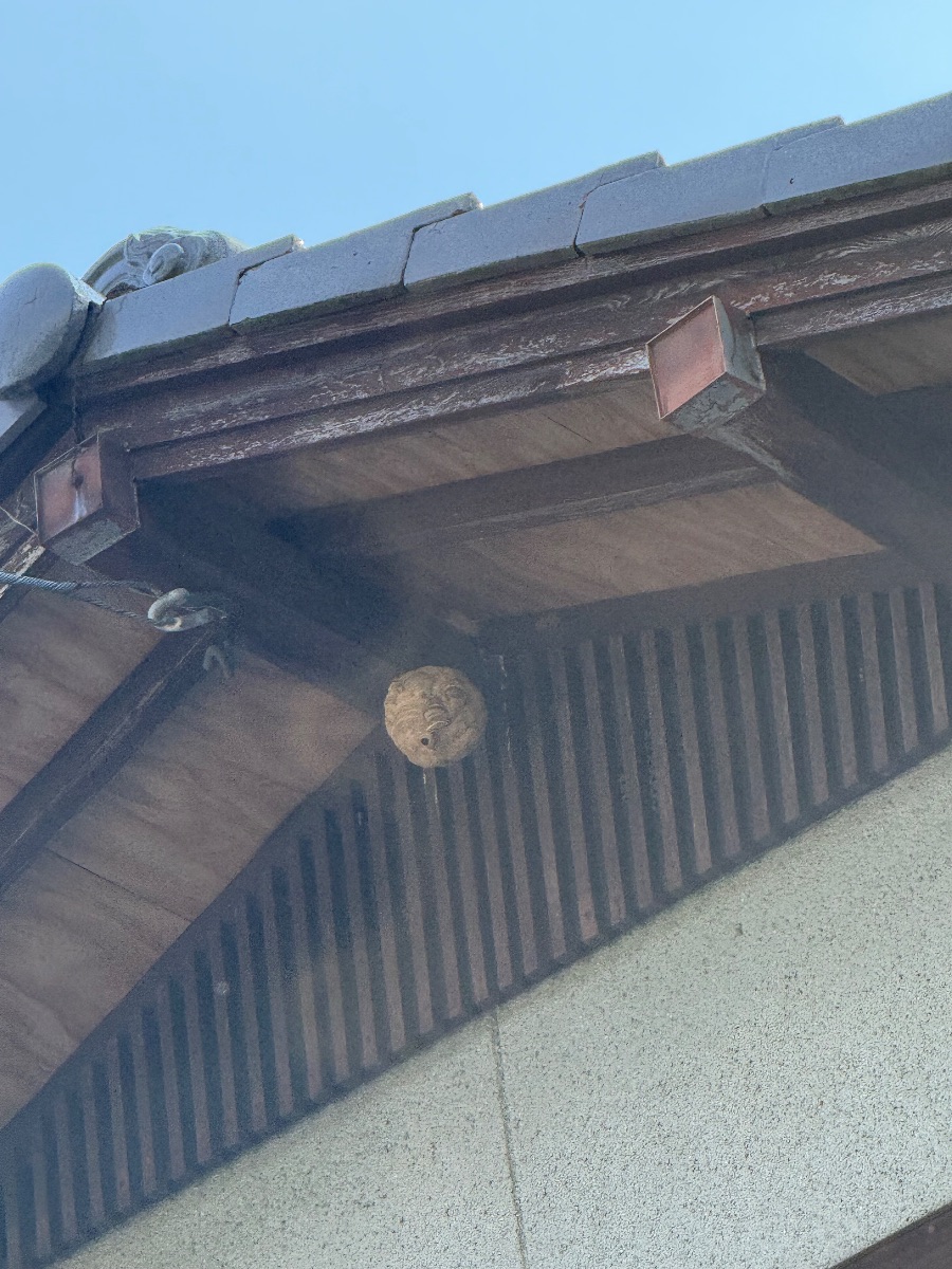 福山市神辺町 2階軒下の格子部分にできた約10cmのスズメバチの巣