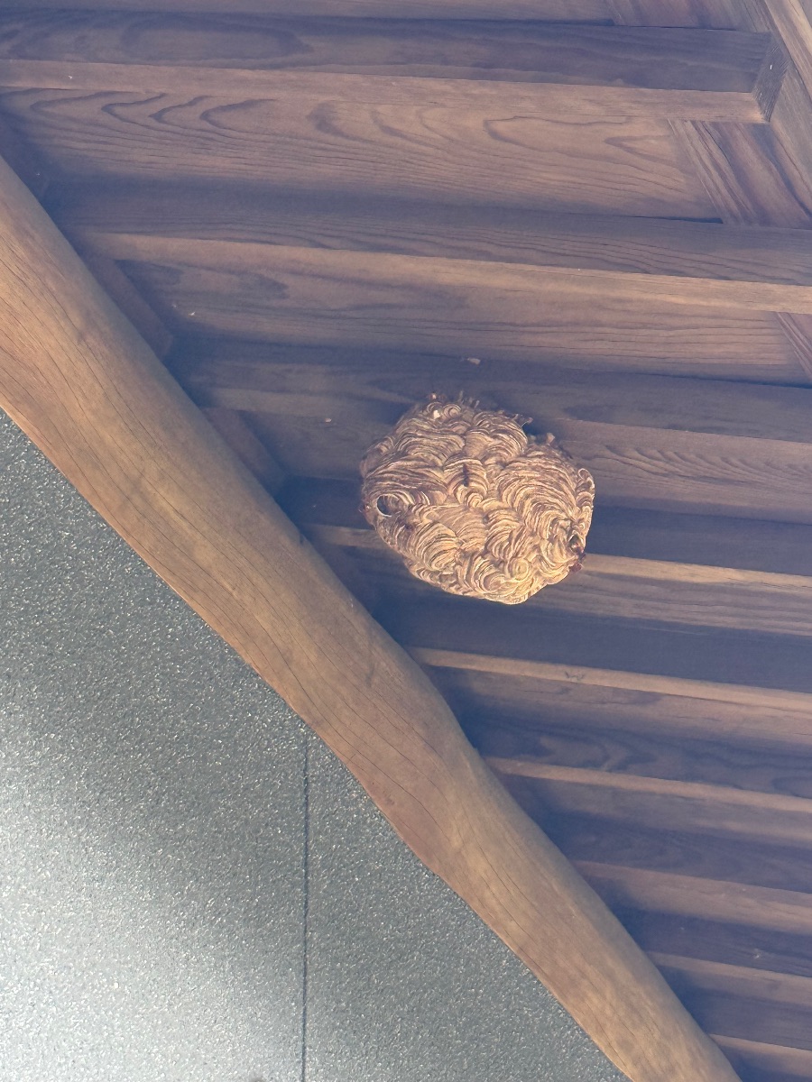福山市神辺町 軒下にできた約20cmのスズメバチの巣。マーブル模様の外皮