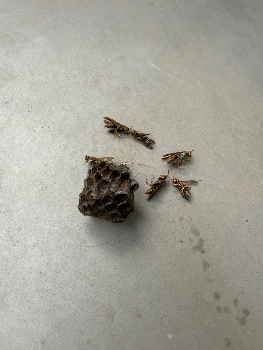 福山市新市町 撤去したアシナガバチの巣と駆除した成虫