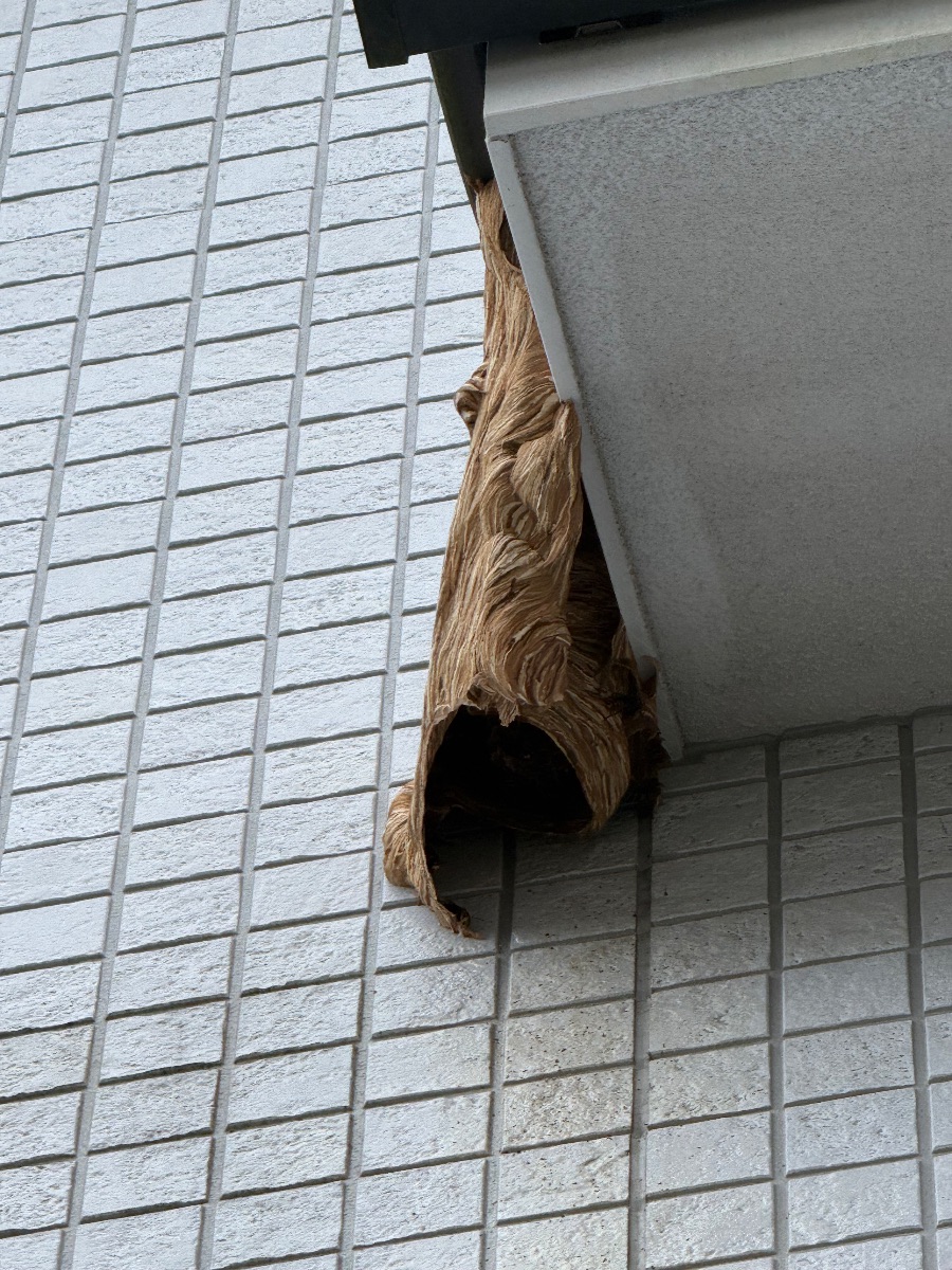 福山市 2階の軒先の角にできたスズメバチの巣