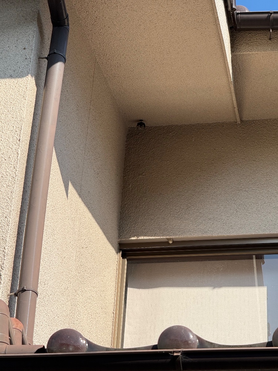 福山市 2階軒下の入隅にできたスズメバチの巣