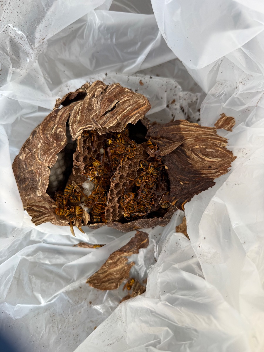 福山市 回収したスズメバチの巣。外皮を開くと育房と成虫が見える