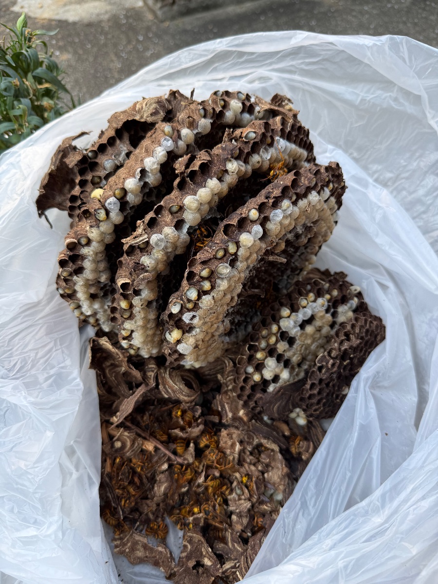 福山市 屋根裏から回収したスズメバチの巣とハチ