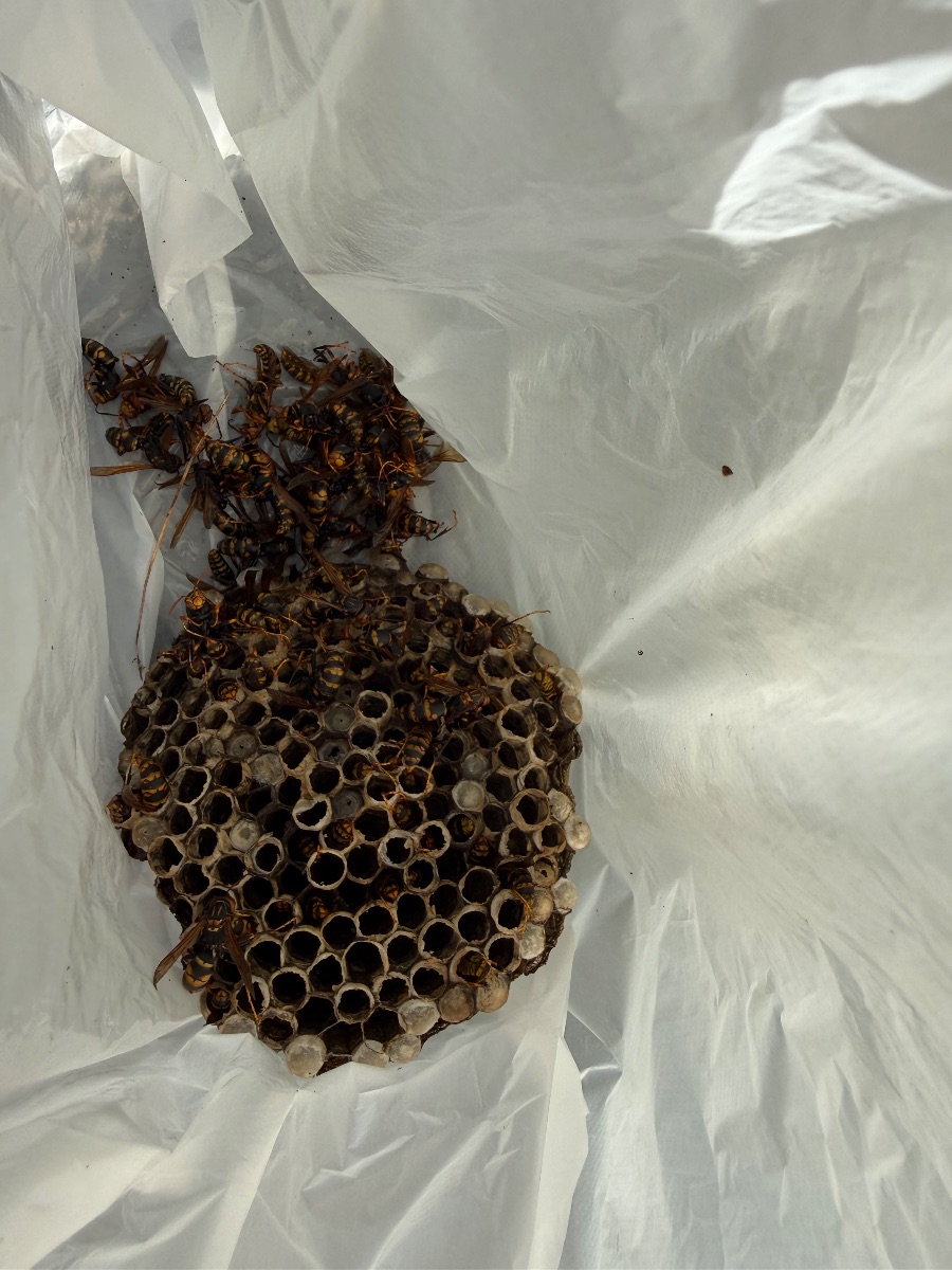 井原市で撤去したアシナガバチの巣。育房がびっしり並んだ状態