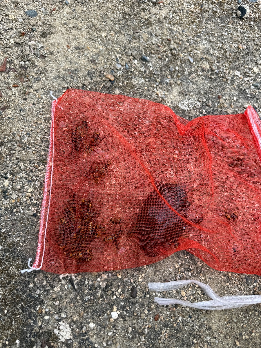 井原市 回収したアシナガバチの巣と成虫。ネット袋に入れて持ち帰る