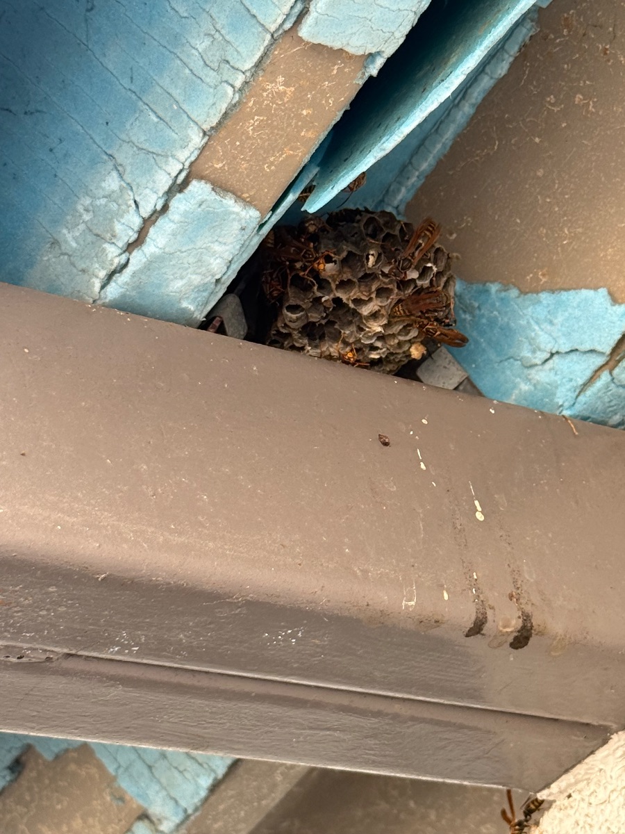 井原市 物置の軒先のすき間にできた5〜10cmほどのアシナガバチの巣と成虫