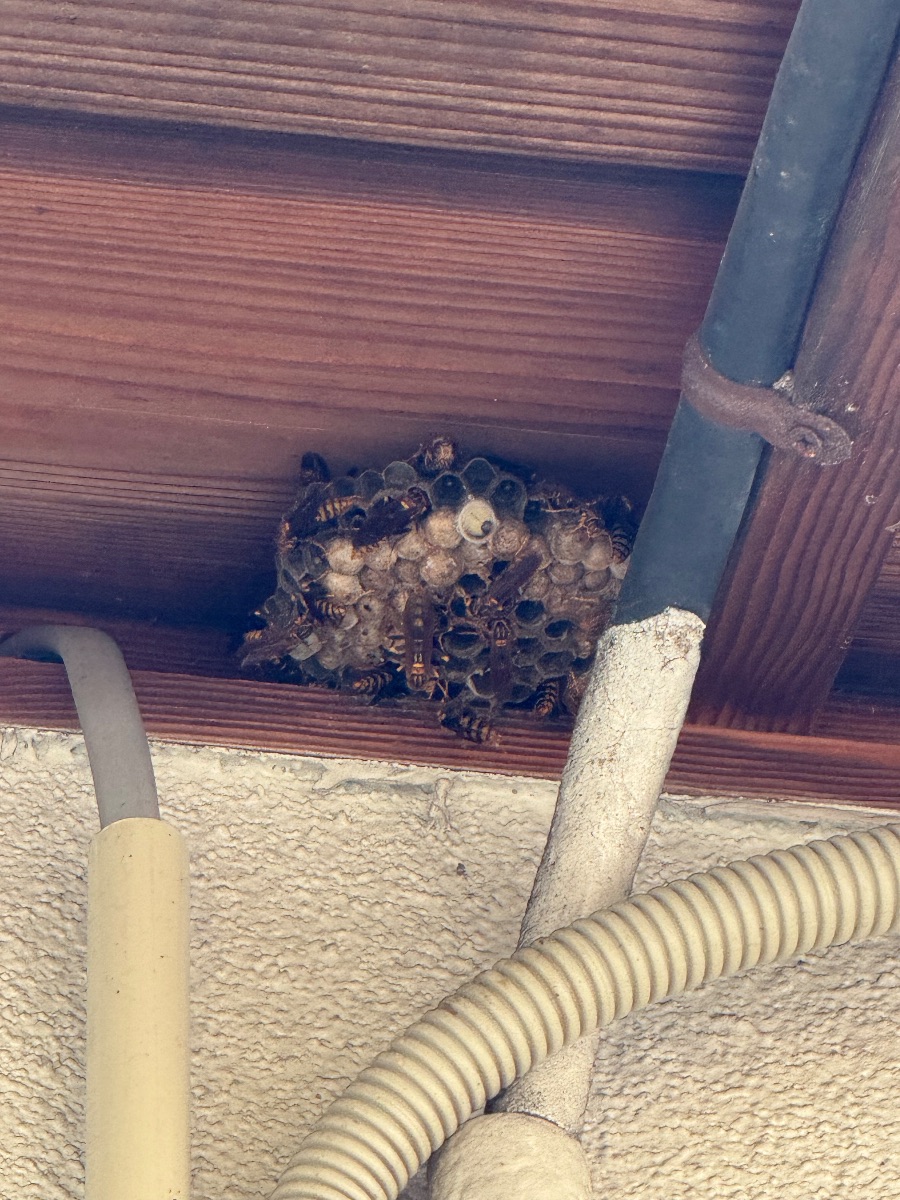 岡山県井原市 軒下にできたアシナガバチの巣（約20cm）と多数の成虫