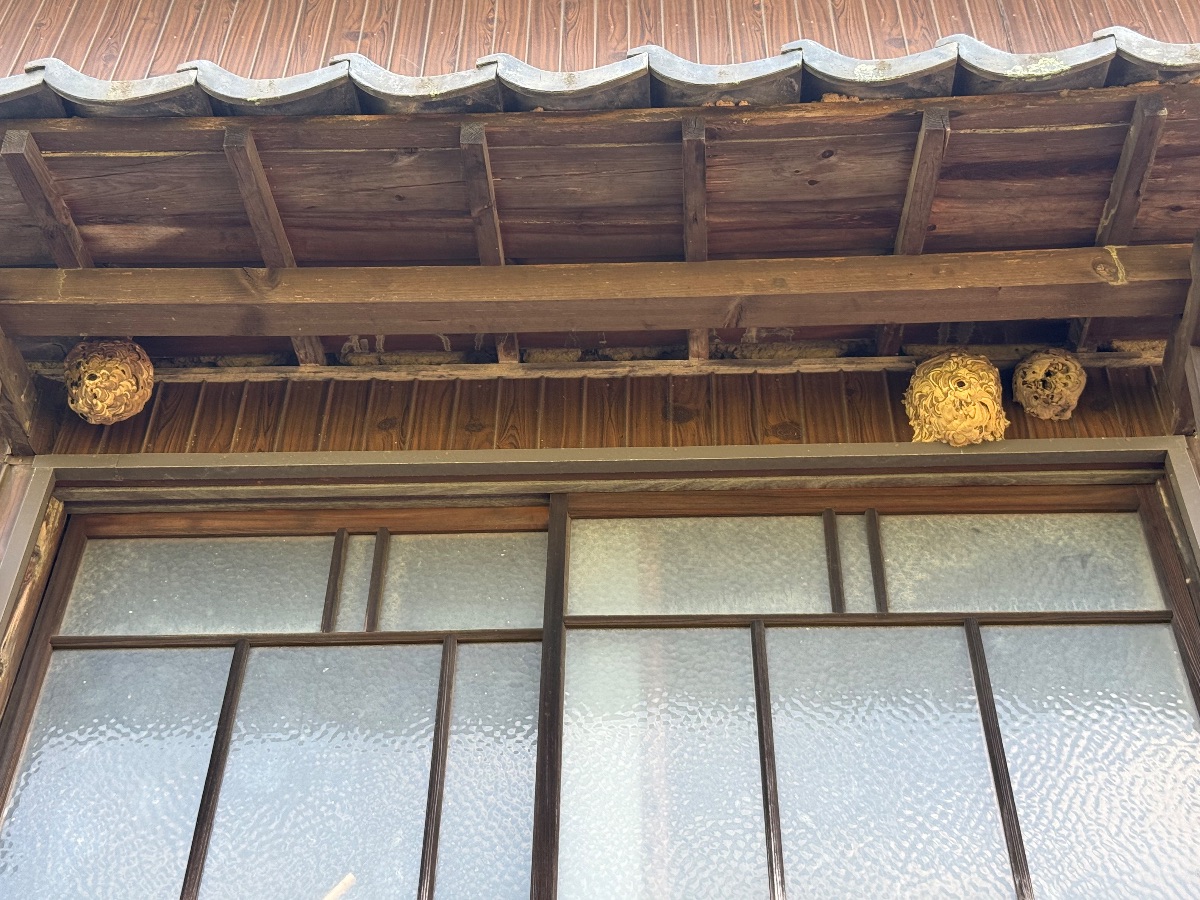 井原市大江町 軒下に3箇所残っていたスズメバチの古巣