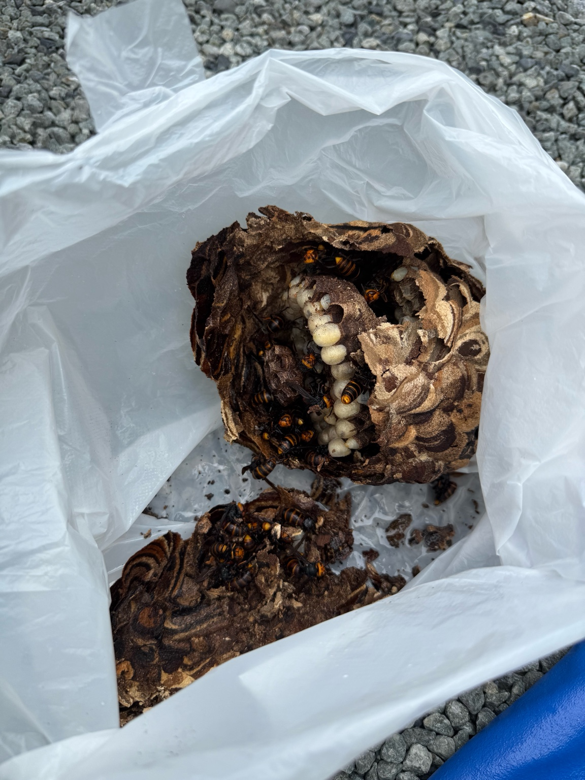 井原市西江原町でスズメバチ駆除（カーポート内）
