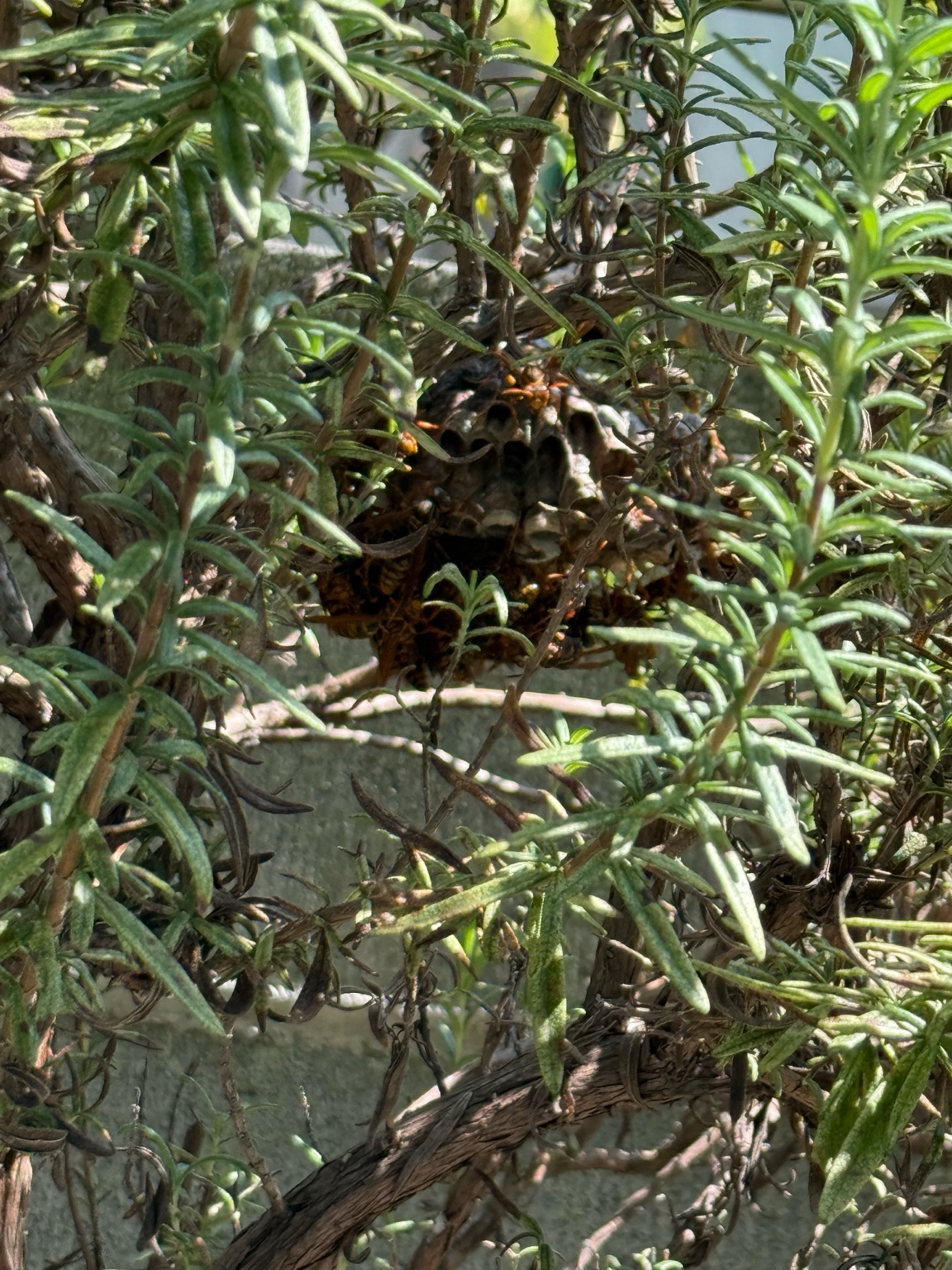【福山市幕山台】庭木のローズマリーにできたアシナガバチ駆除事例（口コミ付き）