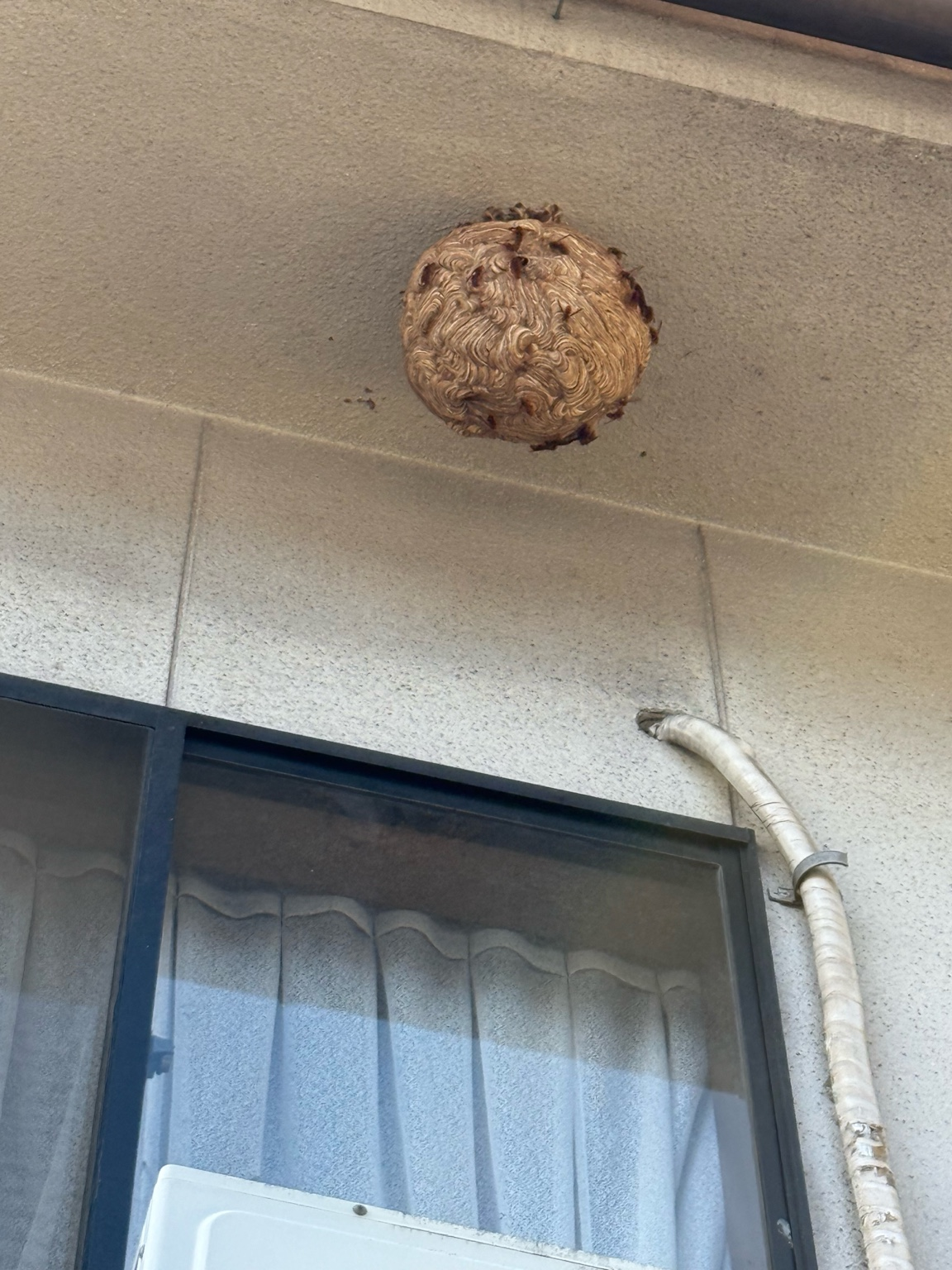 井原市大江町でスズメバチ駆除（2階軒下・バレーボールサイズ）