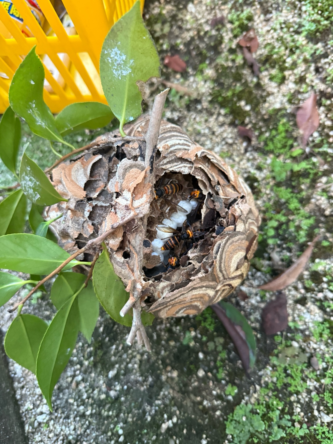 🐝 ハチ駆除事例【福山市坪生町・スズメバチ・庭木の茂み】