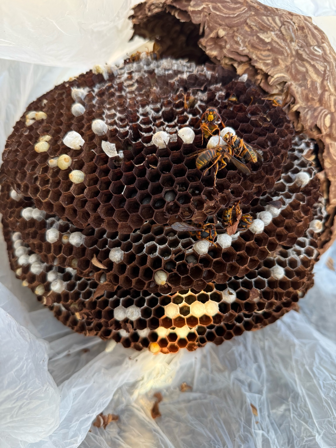 🐝 ハチ駆除事例【高梁市中井町・スズメバチ・2階軒下】