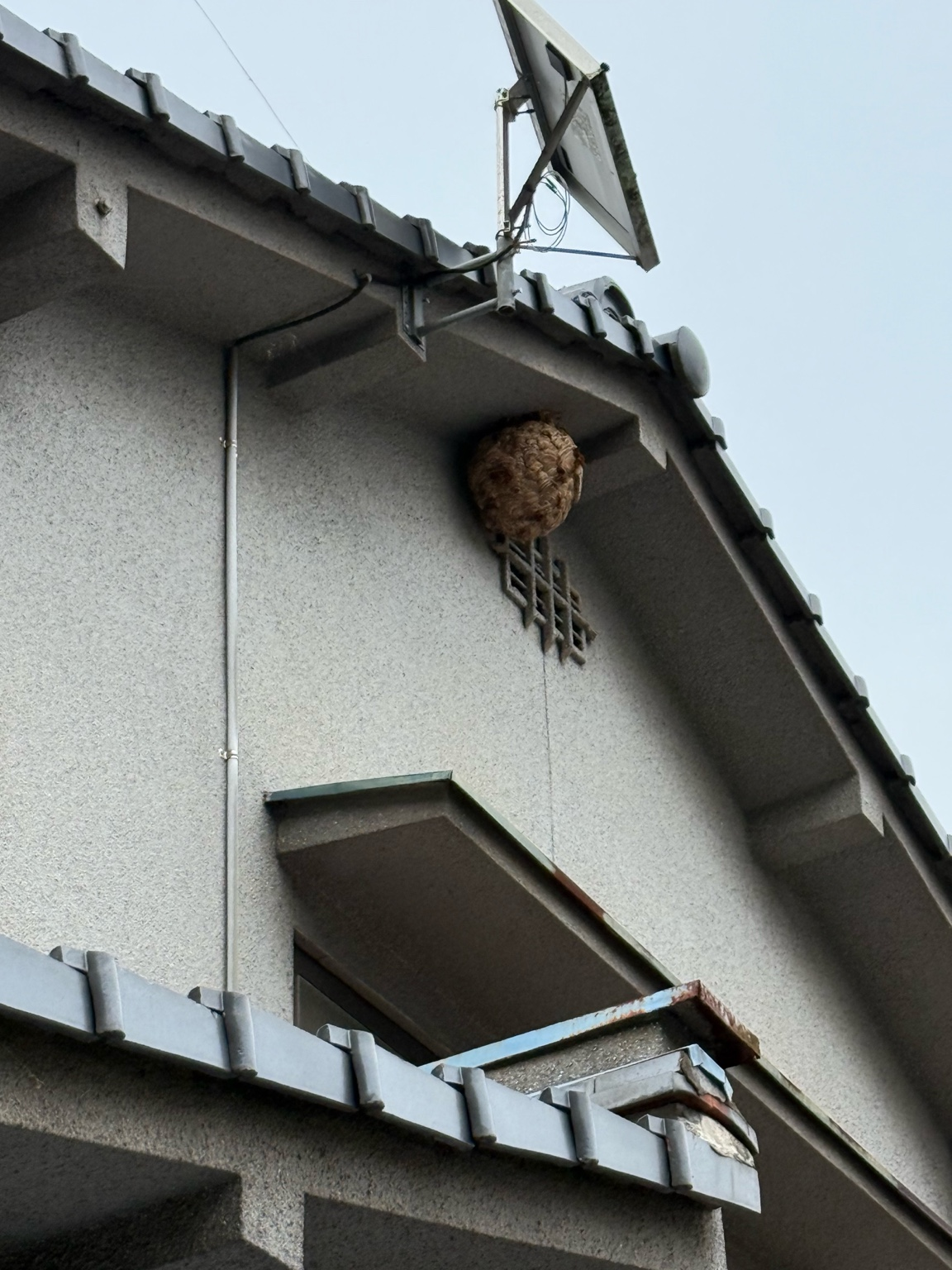 【福山市神辺町】2階軒下のスズメバチ駆除｜即日対応で安心！