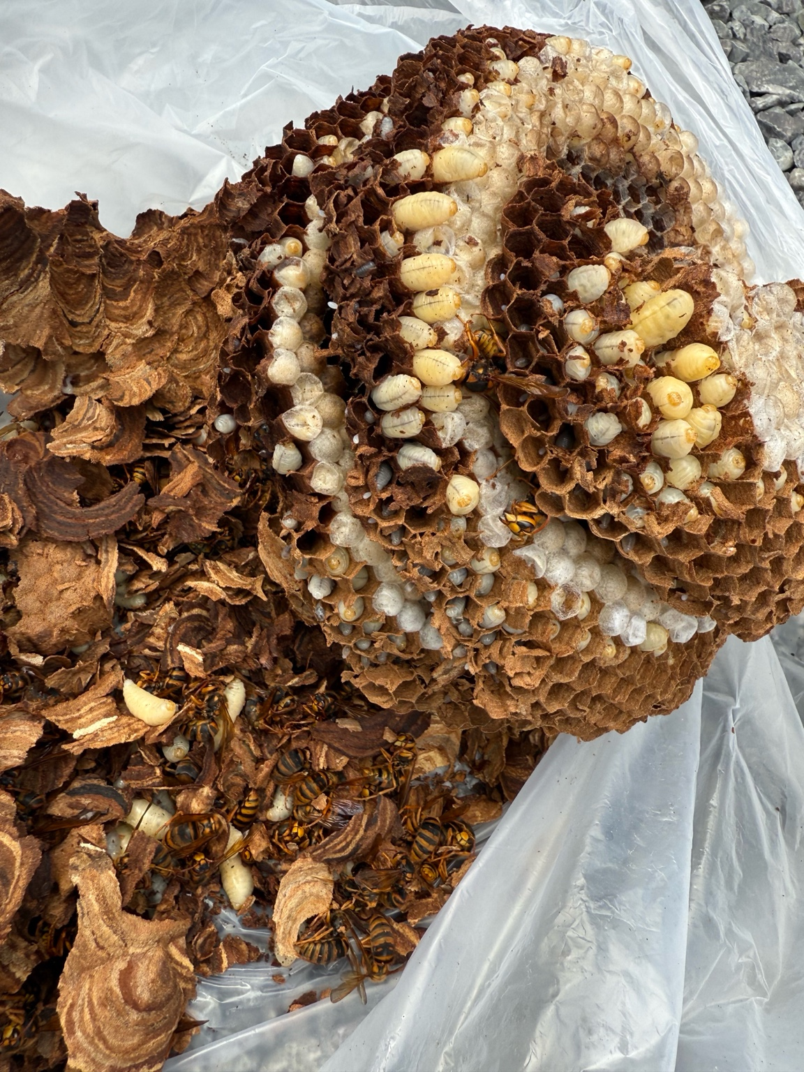 岡山市北区でスズメバチ駆除（2階軒下・バスケットボール大の巣）