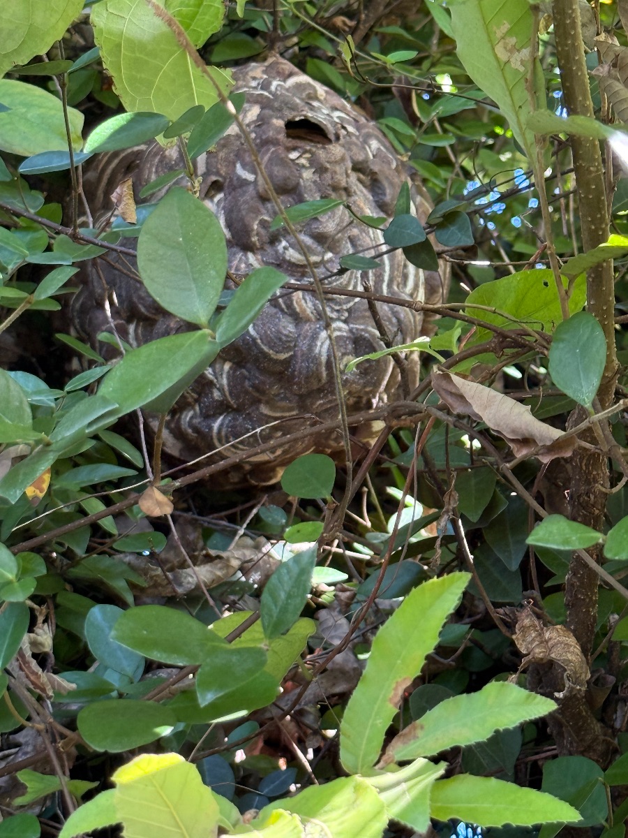 岡山県倉敷市中庄 斜面の茂みの葉の間に見えるスズメバチの巣のアップ
