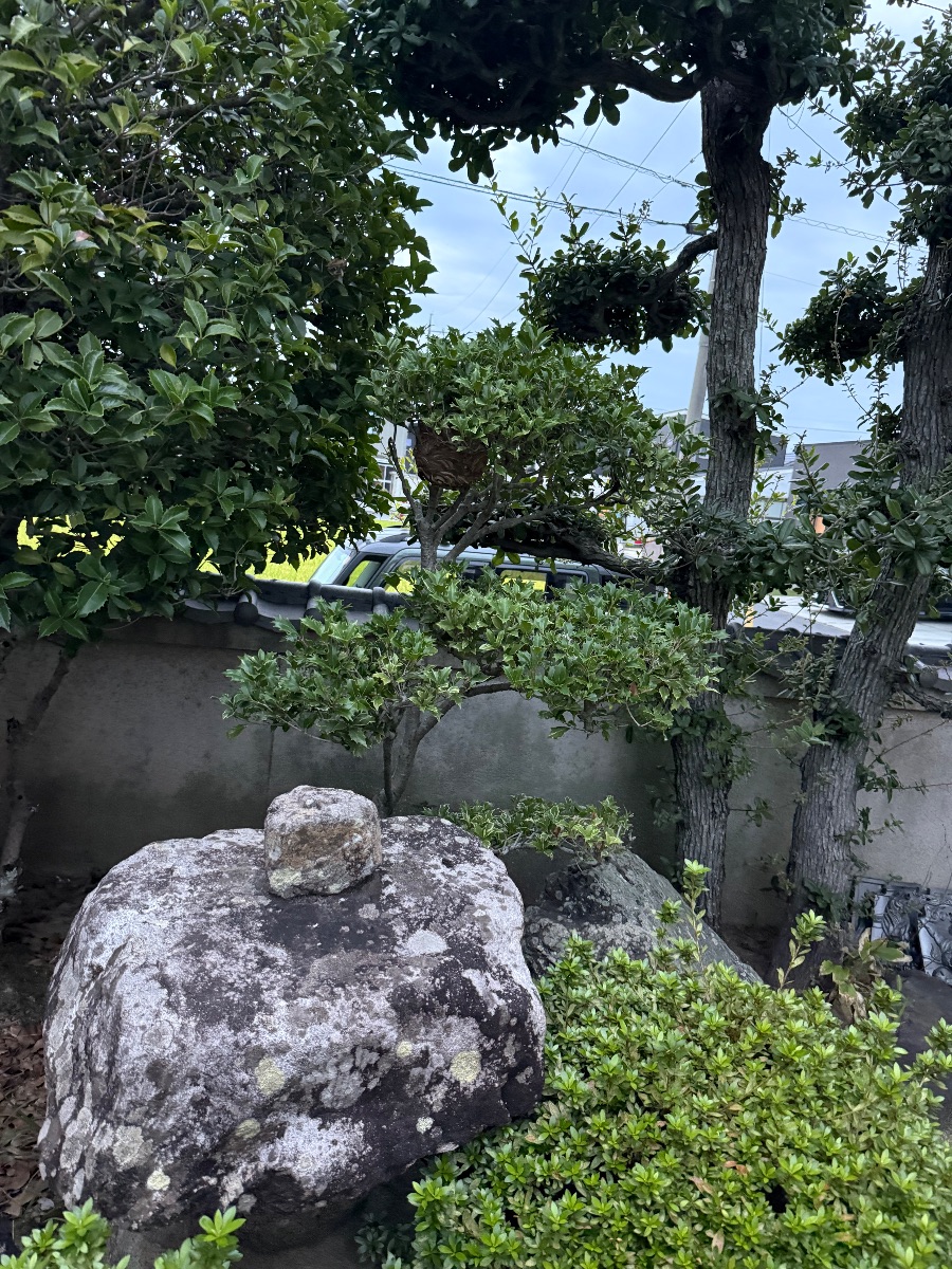 岡山県倉敷市 お庭の植木の枝の中にスズメバチの巣ができている様子