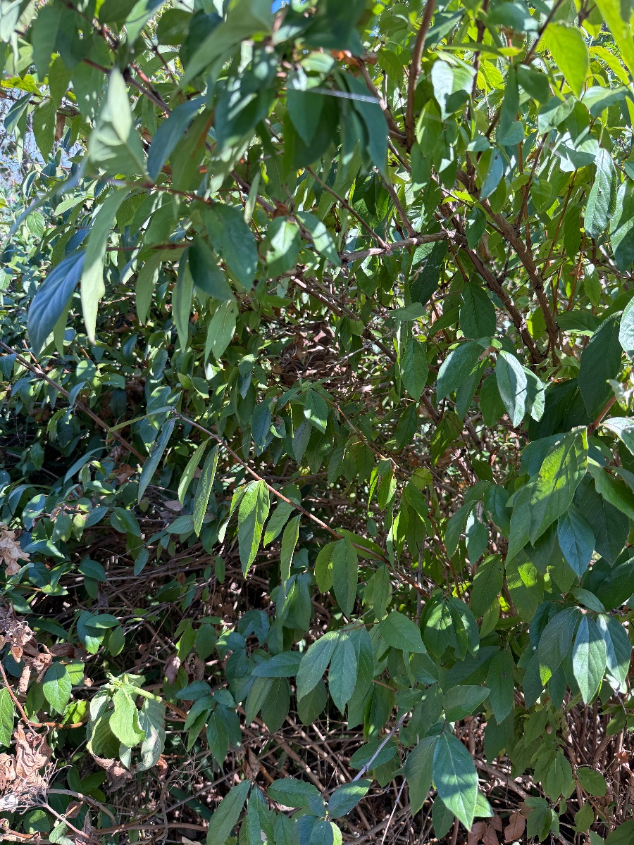 倉敷市 庭木の茂みの中にスズメバチが巣を作っていた現場