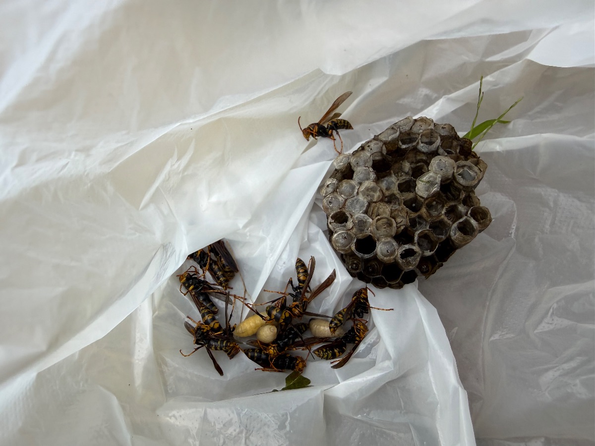 倉敷市 回収したアシナガバチの巣と成虫