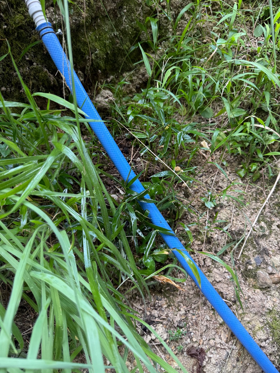 倉敷市 アシナガバチ駆除後の草むら。巣がなくなった状態