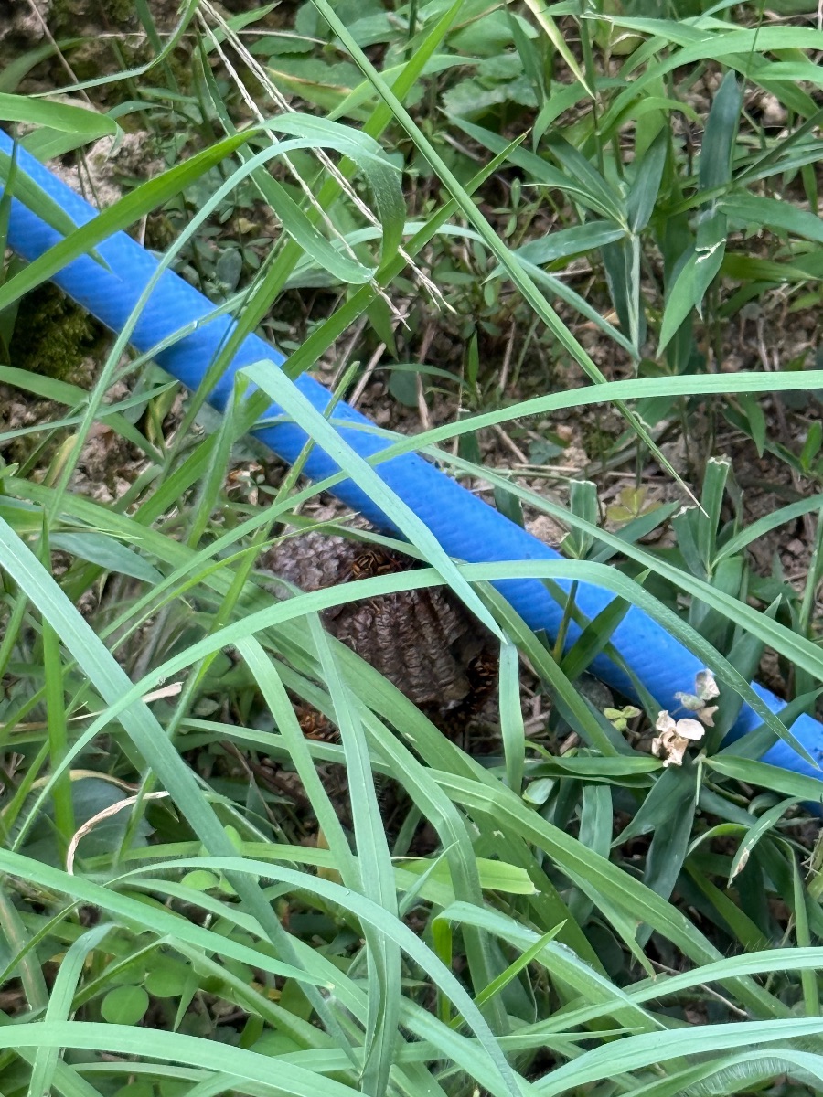 倉敷市 下草の中の低い位置にできたアシナガバチの巣と成虫