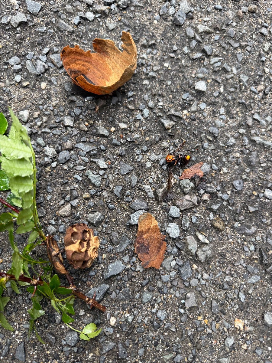 岡山市南区福島 駆除したスズメバチの成虫と巣の破片